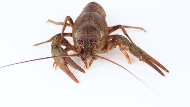 Garras Cangrejos Río Vivos Blanco Aislado — Vídeos de Stock