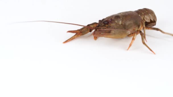 Garras Cangrejos Río Vivos Blanco Aislado — Vídeos de Stock