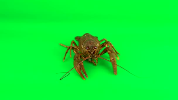 Homard Agitant Ses Membres Fond Vert Peut Être Simplement Enlevé — Video