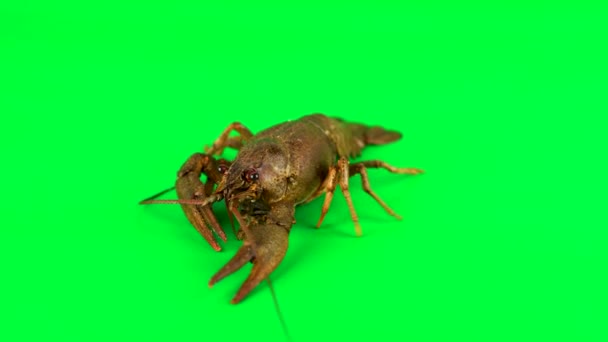 龙虾搅拌它的四肢 绿色背景可以简单地删除 — 图库视频影像