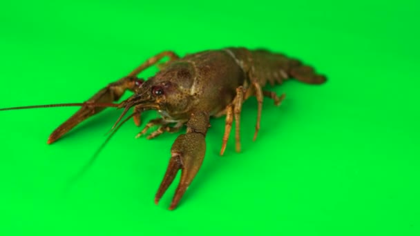 Lobster Stirring Its Limbs Green Background Can Simply Removed — Stock Video