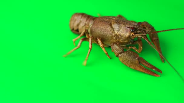 Lobster Stirring Its Limbs Green Background Can Simply Removed — Stock Video