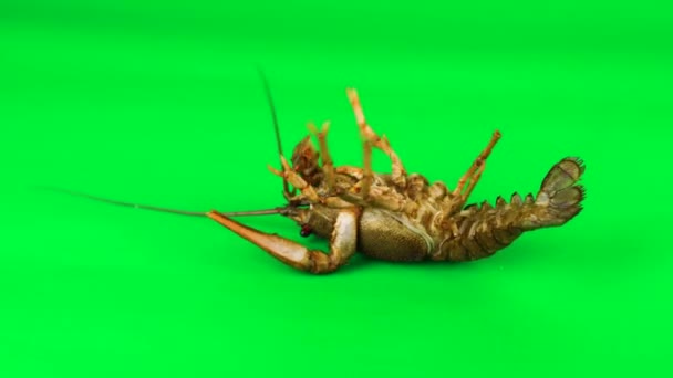 Lobster Stirring Its Limbs Green Background Can Simply Removed — Stok video