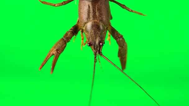 Lobster Stirring Its Limbs Green Background Can Simply Removed — Stok video