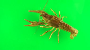 Lobster stirring its limbs. Green background can be simply removed