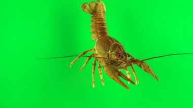 Lobster stirring its limbs. Green background can be simply removed