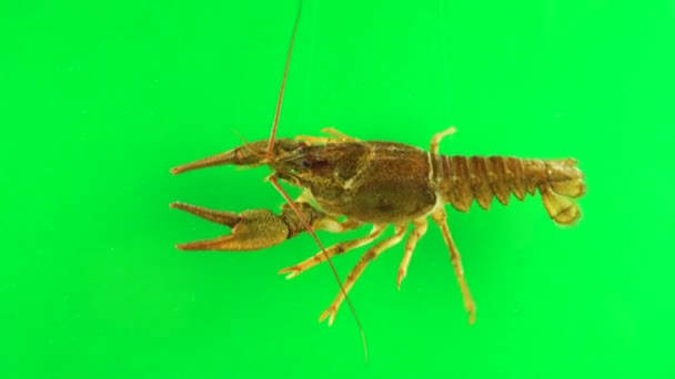 Homard Agitant Ses Membres Fond Vert Peut Être Simplement Enlevé — Video