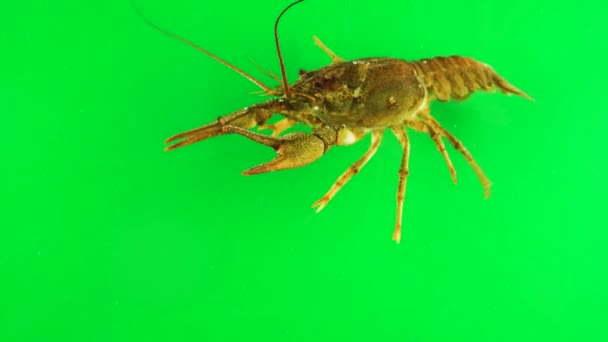 Homard Agitant Ses Membres Fond Vert Peut Être Simplement Enlevé — Video