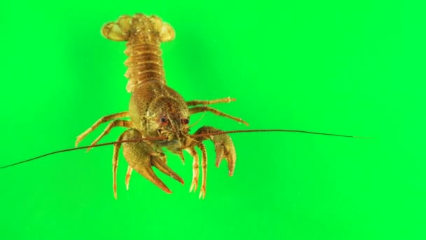 Lobster Stirring Its Limbs Green Background Can Simply Removed — Stock Video