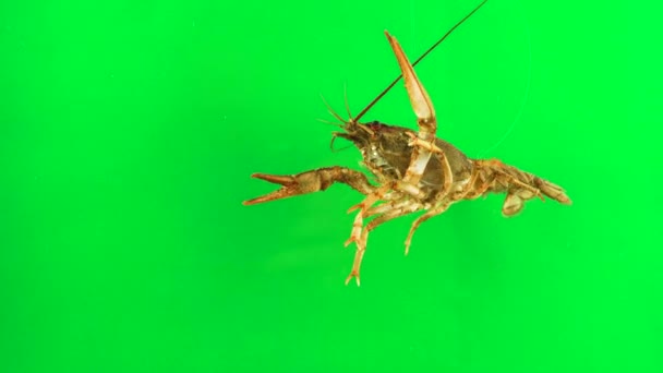 Lobster Stirring Its Limbs Green Background Can Simply Removed — Stok video
