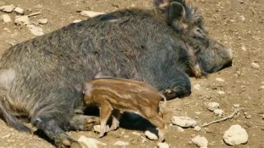 Çamurda yaban domuzları