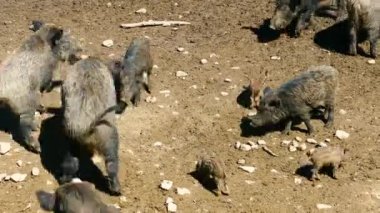 Çamurda yaban domuzları