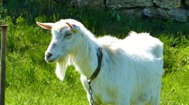 Yeşil çimlerde beyaz keçi