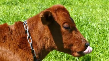 Cow bull animal in natural conditions