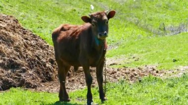 Cow bull animal in natural conditions