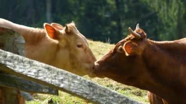 Cow bull animal in natural conditions