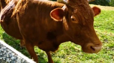 Cow bull animal in natural conditions