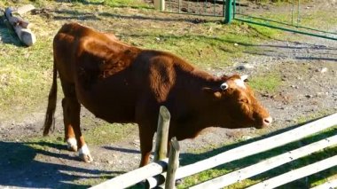 Cow bull animal in natural conditions