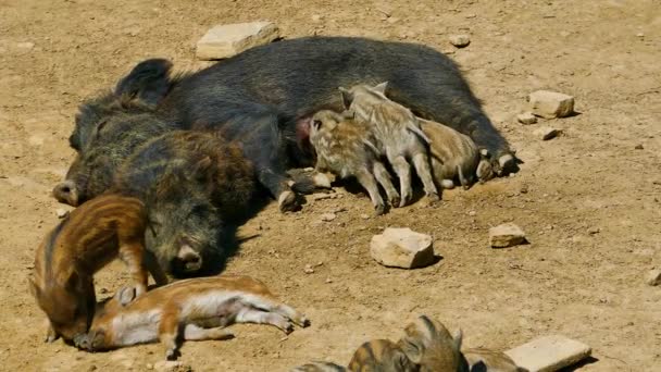 Wild Boars Mud — Stock Video