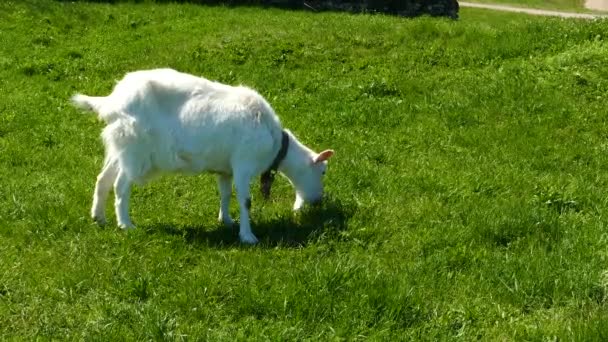 Chèvre Blanche Dans Herbe Verte — Video