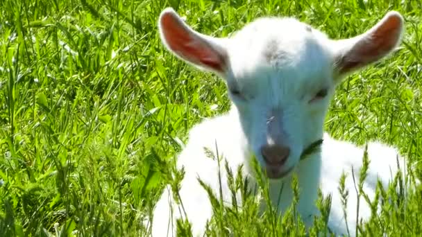 Cabra Blanca Hierba Verde — Vídeos de Stock