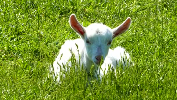 Chèvre Blanche Dans Herbe Verte — Video