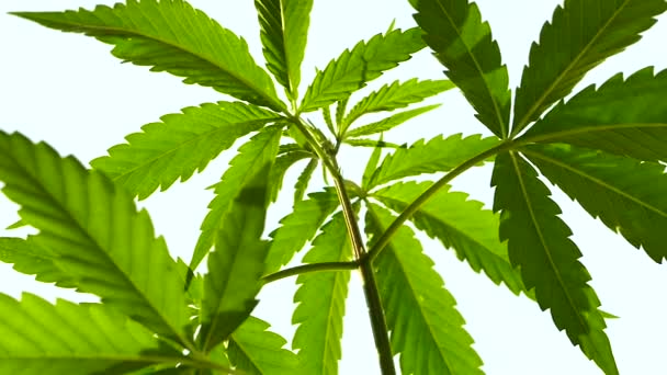 Hemp Green Grows Smoking Drug — Stock Video