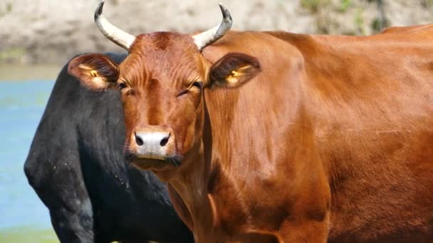 Cow Bull Animal Natural Conditions — Stock Video © TRSTOK #238473518