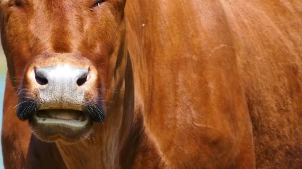 Kráva Býk Zvířat Přirozených Podmínkách — Stock video