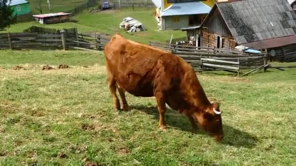 Krowa Byk Zwierząt Warunkach Naturalnych — Wideo stockowe