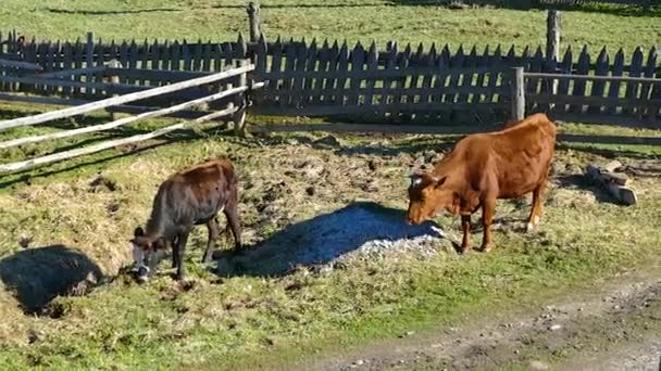 Taureau de vache dans des conditions naturelles 