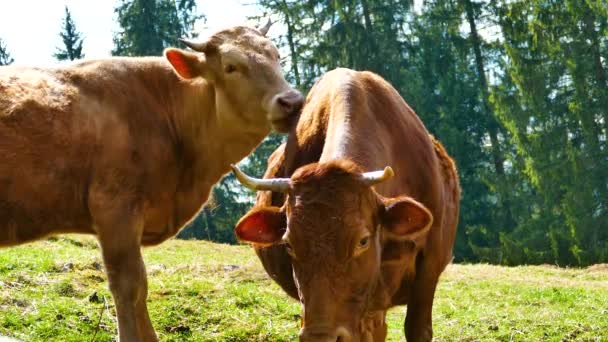 Krowa Byk Zwierząt Warunkach Naturalnych — Wideo stockowe