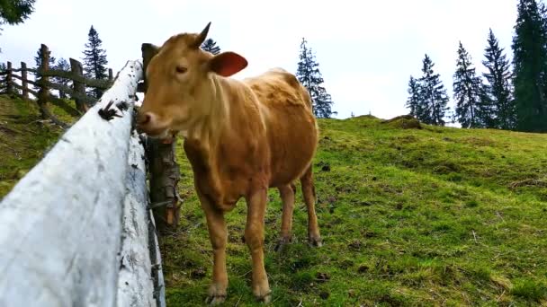 自然条件下的牛牛动物 — 图库视频影像