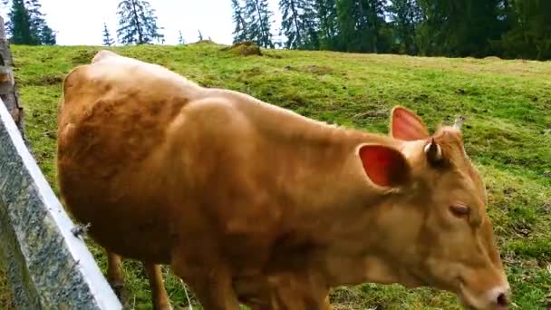 Kráva Býk Zvířat Přirozených Podmínkách — Stock video