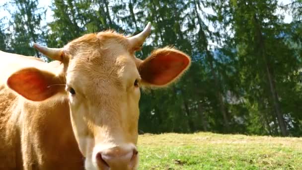 Kuh Bulle Tier Natürlichen Bedingungen — Stockvideo