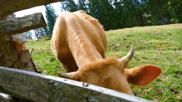 Cow Bull Djur Naturliga Förhållanden — Stockvideo