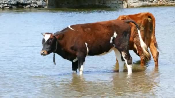 Toro Vaca Condiciones Naturales — Vídeo de stock