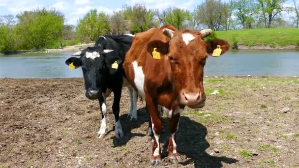 Bovinos Condições Naturais — Vídeo de Stock