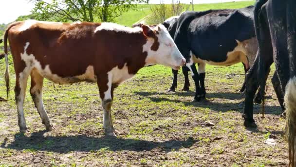 Cow Bull Animal Natural Conditions — Stock Video