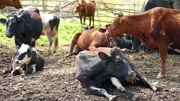 Cow Bull Animal Natural Conditions — Stok video