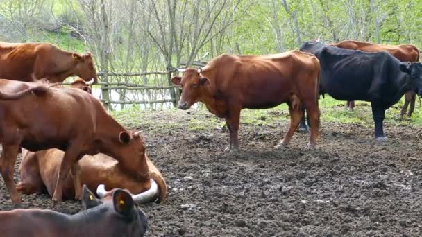 Toro Vaca Condiciones Naturales — Vídeo de stock