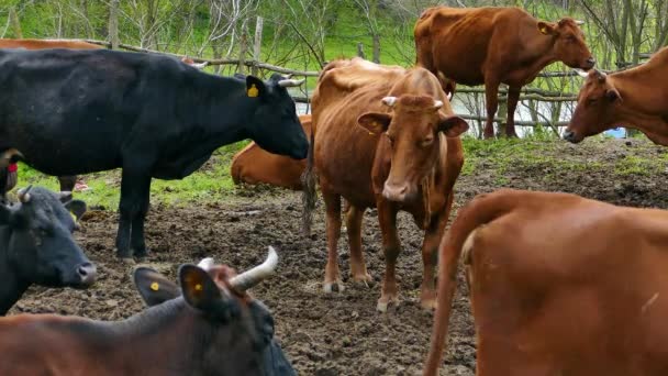 Taureau Vache Dans Des Conditions Naturelles — Video
