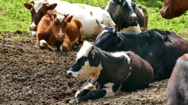Krowa Byk Zwierząt Warunkach Naturalnych — Wideo stockowe