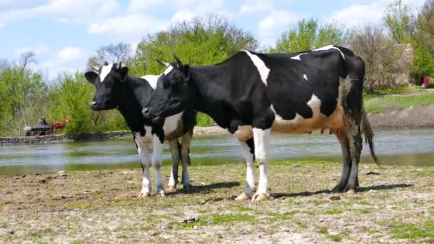 Kráva Býk Zvířat Přirozených Podmínkách — Stock video