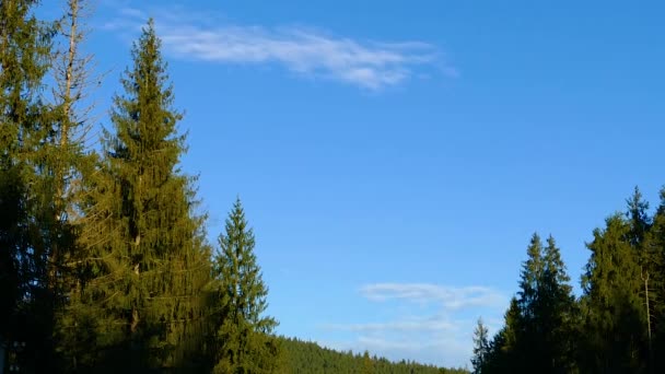 Nadelwald Schöne Natur Wild — Stockvideo