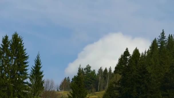 Nadelwald Schöne Natur Wild — Stockvideo