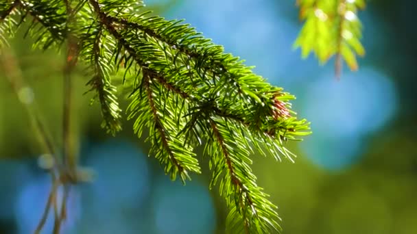 Forêt de conifères belle nature sauvage 