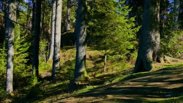 Splendida Natura Selvaggia Della Foresta Conifere — Video Stock