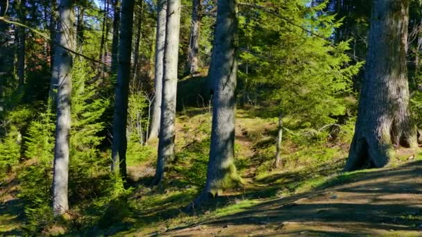 Splendida Natura Selvaggia Della Foresta Conifere — Video Stock