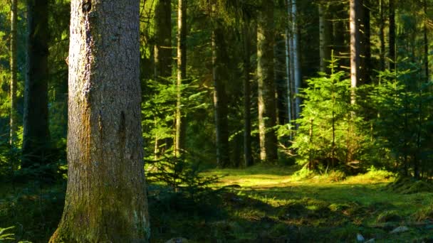 Splendida Natura Selvaggia Della Foresta Conifere — Video Stock